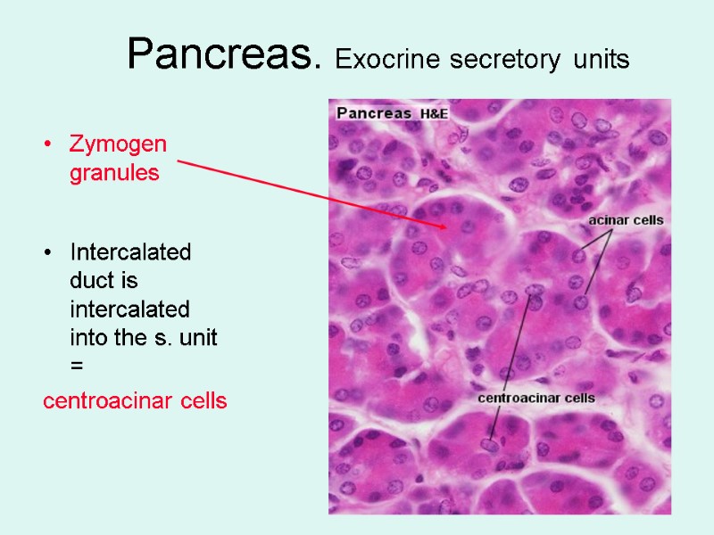 Pancreas. Exocrine secretory units Zymogen granules  Intercalated duct is intercalated into the s.